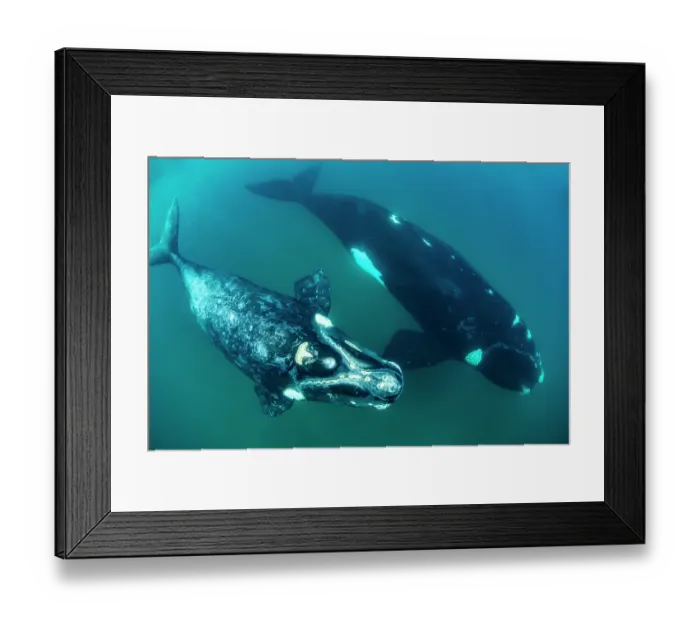 Framed Print : Southern right whales (Eubalaena australis) female and calf swimming together underwater, Golfo Nuevo, Peninsula Valdez, Chubut Province, Argentina, Atlantic Ocean Framed Print : Southern right whales (Eubalaena australis) female and calf swimming together underwater, Golfo Nuevo, Peninsula Valdez, Chubut Province, Argentina, Atlantic Ocean