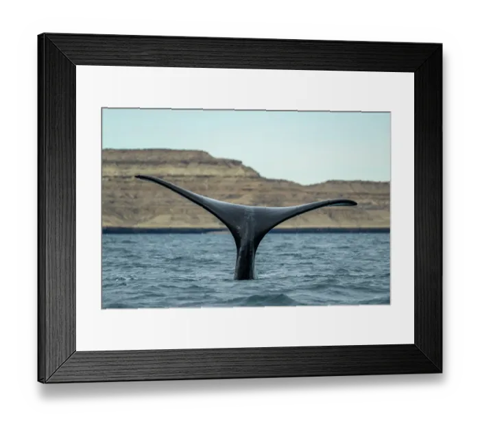 Framed Print : Southern right whale (Eubalaena australis) tail fluke, 'Sailing' tail up is a way to keep the body underwater, Golfo Nuevo, Peninsula Valdez, Chubut Province, Argentina Framed Print : Southern right whale (Eubalaena australis) tail fluke, 'Sailing' tail up is a way to keep the body underwater, Golfo Nuevo, Peninsula Valdez, Chubut Province, Argentina