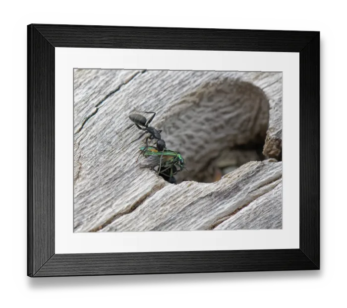 Framed Print : Hairy carpenter ant (Camponotus vagus) worker bringing Flower beetle (Oedemeridae) prey to colony entrance in an old log on a beach, Corfu, Greece. May Framed Print : Hairy carpenter ant (Camponotus vagus) worker bringing Flower beetle (Oedemeridae) prey to colony entrance in an old log on a beach, Corfu, Greece. May