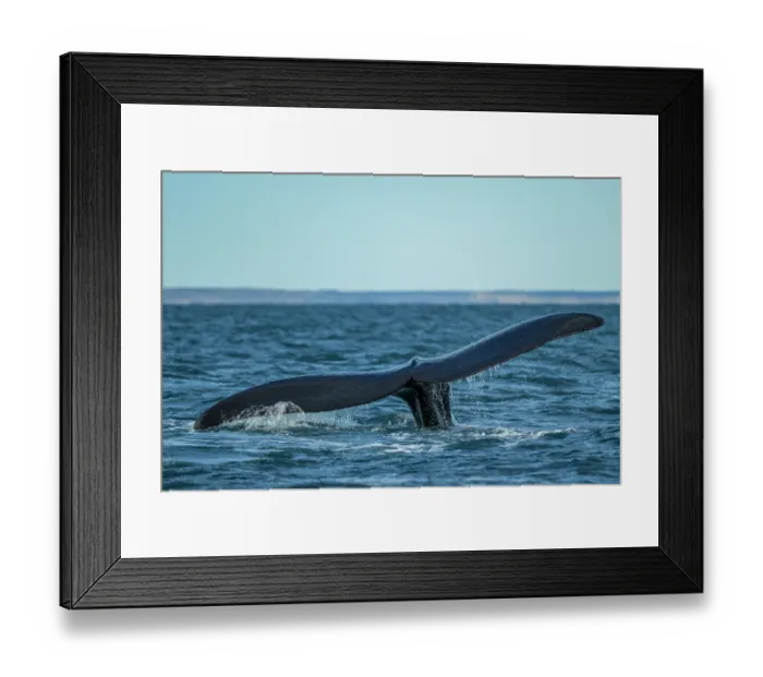 Framed Print : Southern right whale (Eubalaena australis) raising its fluke to dive, Golfo Nuevo, Peninsula Valdez, Chubut Province, Argentina, Atlantic Ocean Framed Print : Southern right whale (Eubalaena australis) raising its fluke to dive, Golfo Nuevo, Peninsula Valdez, Chubut Province, Argentina, Atlantic Ocean