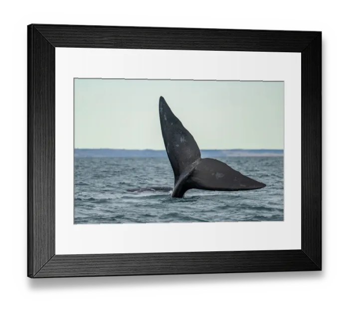 Framed Print : Southern right whale (Eubalaena australis) tail fluke, 'Sailing' tail up is a way to keep the body underwater, Golfo Nuevo, Peninsula Valdez, Chubut Province, Argentina Framed Print : Southern right whale (Eubalaena australis) tail fluke, 'Sailing' tail up is a way to keep the body underwater, Golfo Nuevo, Peninsula Valdez, Chubut Province, Argentina