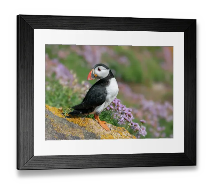 Framed Print : Atlantic puffin (Fratercula arctica) portrait, Great Saltee Island, County Wexford, Republic of Ireland. June Framed Print : Atlantic puffin (Fratercula arctica) portrait, Great Saltee Island, County Wexford, Republic of Ireland. June