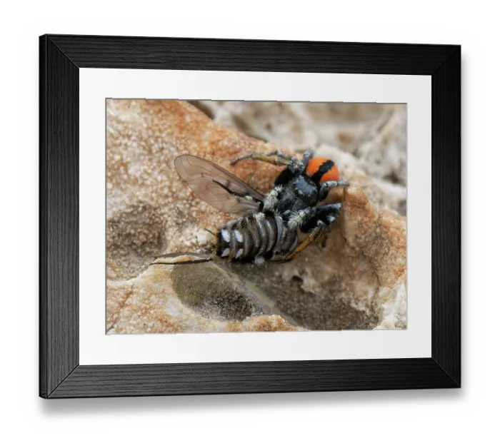 Framed Print : Red-bellied jumping spider (Philaeus chrysops) with Bee fly (Spogostylum tripunctatum) prey on coastal rocks, Corfu, Greece. May Framed Print : Red-bellied jumping spider (Philaeus chrysops) with Bee fly (Spogostylum tripunctatum) prey on coastal rocks, Corfu, Greece. May