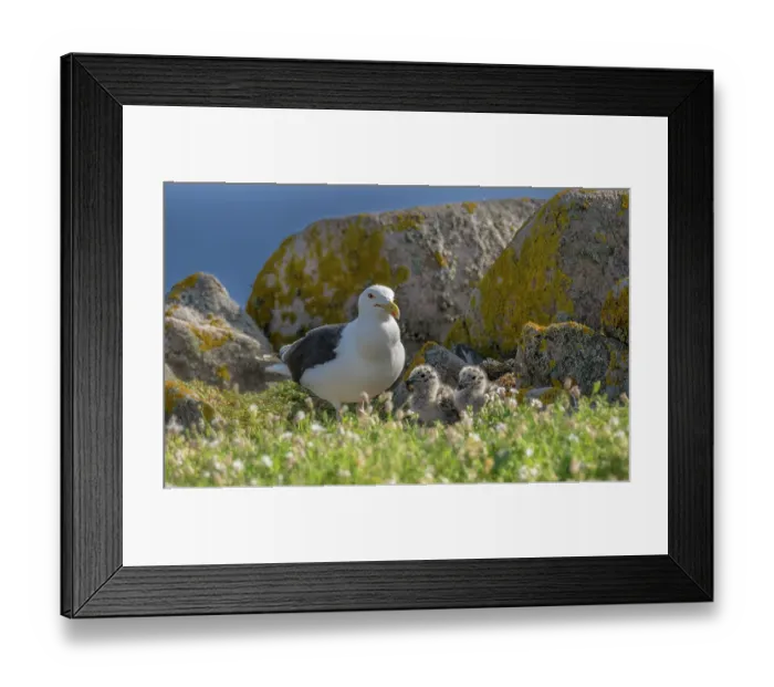 Framed Print : Great black-backed gull (Larus marinus) with chicks on cliff top, Great Saltee Island, County Wexford, Republic of Ireland. June Framed Print : Great black-backed gull (Larus marinus) with chicks on cliff top, Great Saltee Island, County Wexford, Republic of Ireland. June