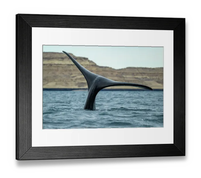 Framed Print : Southern right whale (Eubalaena australis) tail fluke, 'Sailing' tail up is a way to keep the body underwater, Golfo Nuevo, Peninsula Valdez, Chubut Province, Argentina