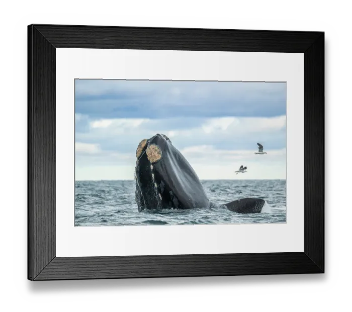 Framed Print : Southern right whale (Eubalaena australis) spyhopping, Golfo Nuevo, Peninsula Valdez, Chubut Province, Argentina, Atlantic Ocean Framed Print : Southern right whale (Eubalaena australis) spyhopping, Golfo Nuevo, Peninsula Valdez, Chubut Province, Argentina, Atlantic Ocean