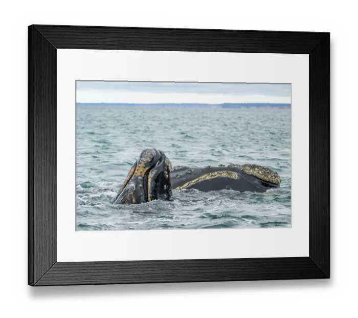 Framed Print : Southern right whales (Eubalaena australis) female and calf, spyhopping, Golfo Nuevo, Peninsula Valdez, Chubut Province, Argentina, Atlantic Ocean Framed Print : Southern right whales (Eubalaena australis) female and calf, spyhopping, Golfo Nuevo, Peninsula Valdez, Chubut Province, Argentina, Atlantic Ocean