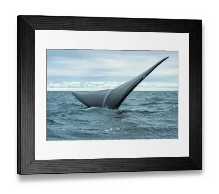 Framed Print : Southern right whale (Eubalaena australis) tail fluke, 'Sailing' tail up is a way to keep the body underwater, Golfo Nuevo, Peninsula Valdez, Chubut Province, Argentina Framed Print : Southern right whale (Eubalaena australis) tail fluke, 'Sailing' tail up is a way to keep the body underwater, Golfo Nuevo, Peninsula Valdez, Chubut Province, Argentina