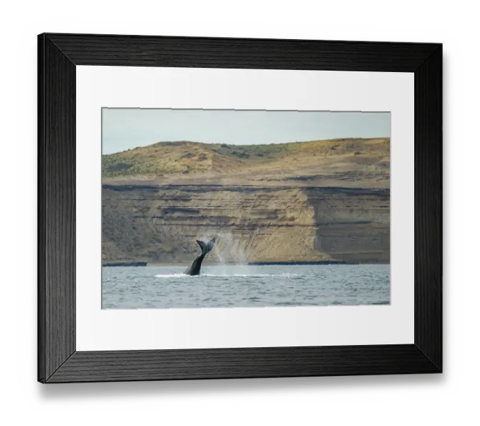 Framed Print : Southern right whale (Eubalaena australis) lobtailing, Golfo Nuevo, Peninsula Valdez, Chubut Province, Argentina, Atlantic Ocean Framed Print : Southern right whale (Eubalaena australis) lobtailing, Golfo Nuevo, Peninsula Valdez, Chubut Province, Argentina, Atlantic Ocean