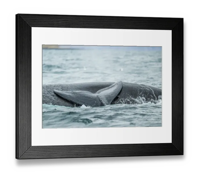 Framed Print : Southern right whales (Eubalaena australis) mother and calf swimming together at water surface Golfo Nuevo, Peninsula Valdez, Chubut Province, Argentina, Atlantic Ocean