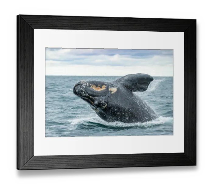 Framed Print : Southern right whale (Eubalaena australis) breaching. Golfo Nuevo, Peninsula Valdez, Chubut Province, Argentina, Atlantic Ocean Framed Print : Southern right whale (Eubalaena australis) breaching. Golfo Nuevo, Peninsula Valdez, Chubut Province, Argentina, Atlantic Ocean