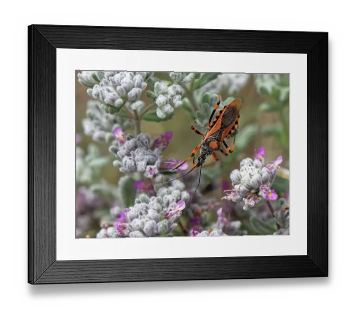 Framed Print : Red assassin bug (Rhinocoris iracundus) hunting for invertebrate prey on Felty germander (Teucrium capitatum) flowerhead in coastal grassland, Corfu, Greece. May Framed Print : Red assassin bug (Rhinocoris iracundus) hunting for invertebrate prey on Felty germander (Teucrium capitatum) flowerhead in coastal grassland, Corfu, Greece. May