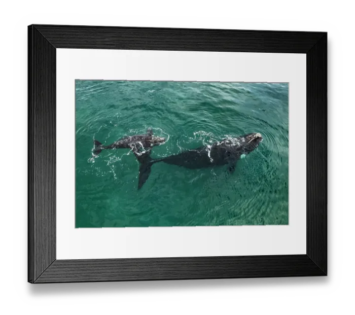 Framed Print : Aerial view of Southern right whales (Eubalaena australis) female with calf swimming together at water surface, Golfo Nuevo, Peninsula Valdez, Chubut Province, Argentina Framed Print : Aerial view of Southern right whales (Eubalaena australis) female with calf swimming together at water surface, Golfo Nuevo, Peninsula Valdez, Chubut Province, Argentina
