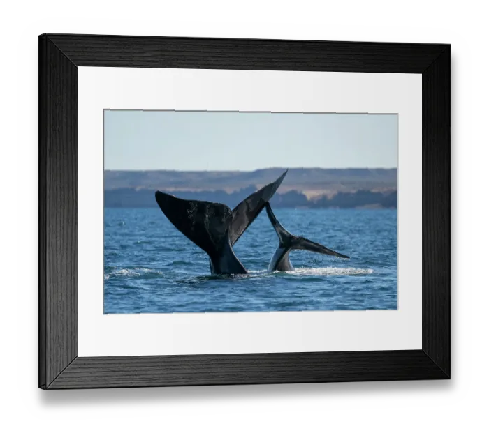 Framed Print : Southern right whale (Eubalaena australis) and calf with tail flukes above water surface Framed Print : Southern right whale (Eubalaena australis) and calf with tail flukes above water surface