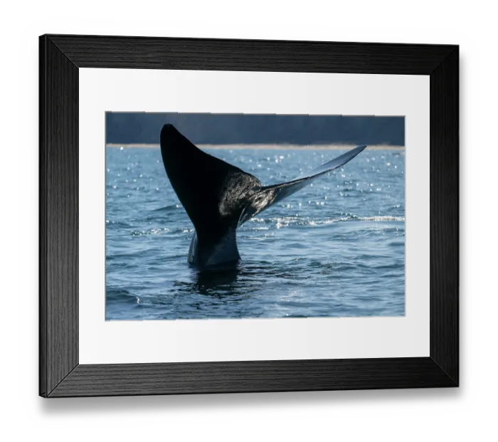 Framed Print : Southern right whale (Eubalaena australis) tail fluke above water surface Framed Print : Southern right whale (Eubalaena australis) tail fluke above water surface