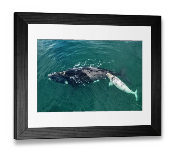 Framed Print : Aerial view of Southern right whales (Eubalaena australis) leucistic calf swimming next to its mother at the surface, Golfo Nuevo, Peninsula Valdez, Chubut Province, Argentina Framed Print : Aerial view of Southern right whales (Eubalaena australis) leucistic calf swimming next to its mother at the surface, Golfo Nuevo, Peninsula Valdez, Chubut Province, Argentina