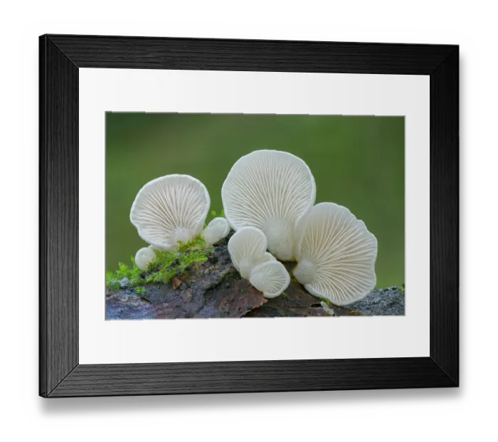 Framed Print : Elastic oysterling (Panellus mitis) fungus growing on fallen branch in mixed semi natural woodland, Pomeroy Forest, County Tyrone, Northern Ireland, UK. November Framed Print : Elastic oysterling (Panellus mitis) fungus growing on fallen branch in mixed semi natural woodland, Pomeroy Forest, County Tyrone, Northern Ireland, UK. November