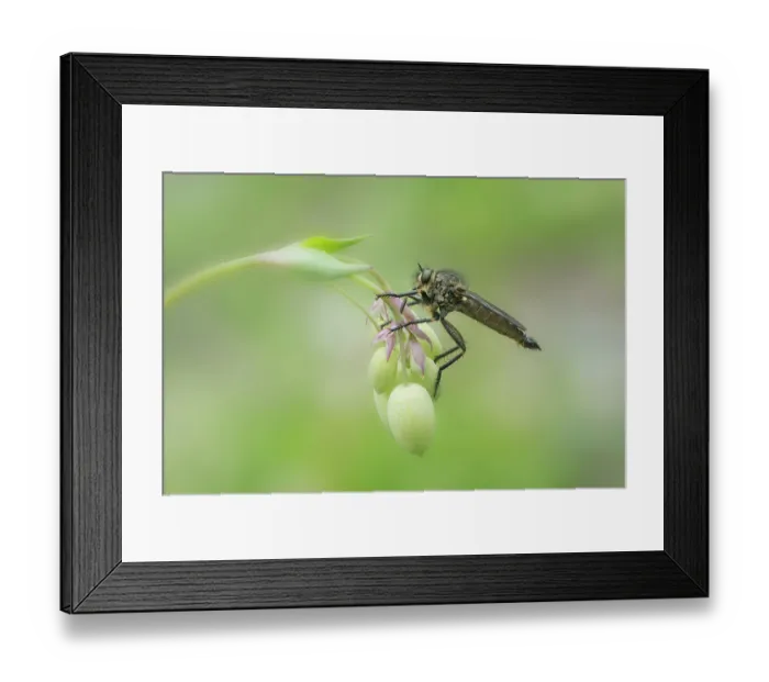 Framed Print : Dune robberfly (Philonicus albiceps) resting on plant stem, Aosta Valley region, Grand Paradisio National Park, Italy. July Framed Print : Dune robberfly (Philonicus albiceps) resting on plant stem, Aosta Valley region, Grand Paradisio National Park, Italy. July