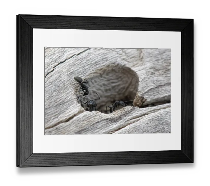 Framed Print : Hairy carpenter ant (Camponotus vagus) soldier guarding the colony entrance in an old log on a beach as smaller worker ants come and go, Corfu, Greece. May