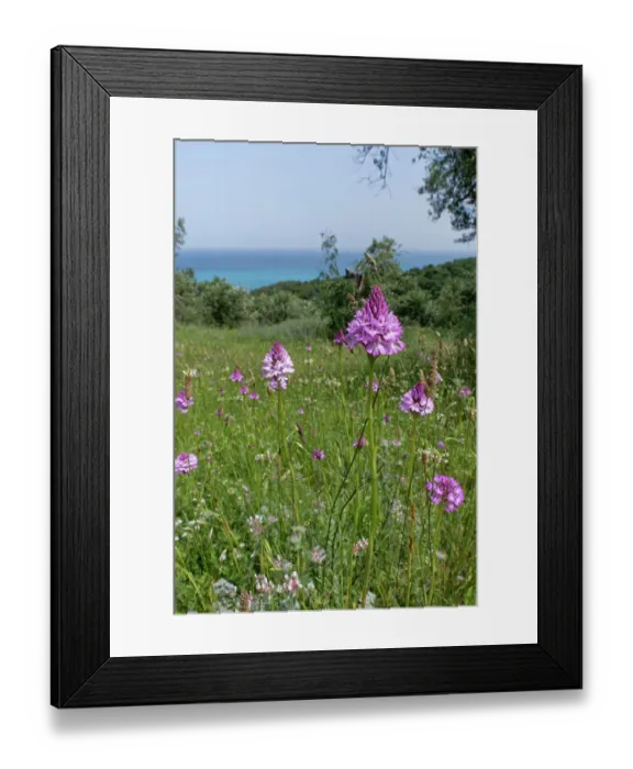 Framed Print : Pyramidal orchids (Anacamptis pyramidalis) flowering on grassland among olive groves, near Cape Drastis, Corfu, Greece. May Framed Print : Pyramidal orchids (Anacamptis pyramidalis) flowering on grassland among olive groves, near Cape Drastis, Corfu, Greece. May