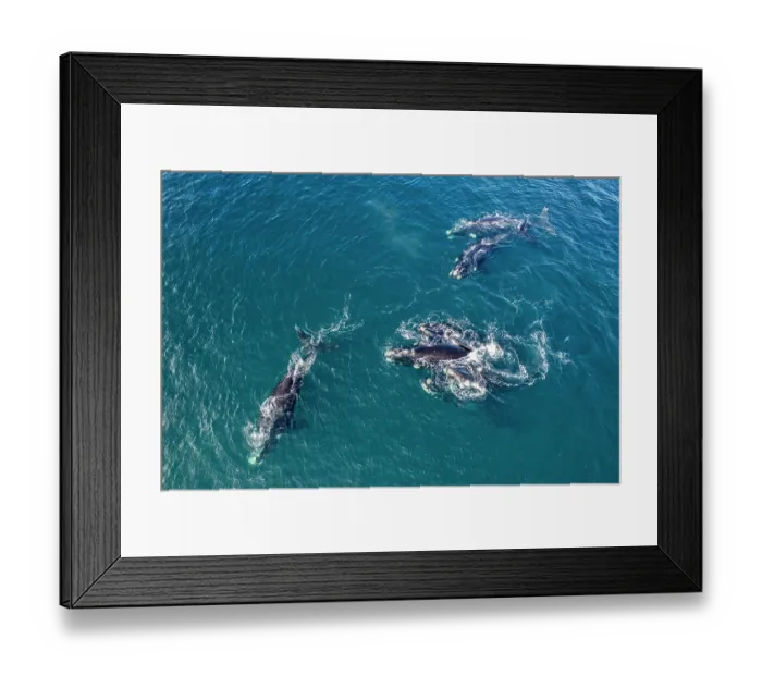 Framed Print : Aerial view of group of Southern right whales (Eubalaena australis) in mating tussle, with many males surrounding a receptive female, Golfo Nuevo, Peninsula Valdez Framed Print : Aerial view of group of Southern right whales (Eubalaena australis) in mating tussle, with many males surrounding a receptive female, Golfo Nuevo, Peninsula Valdez