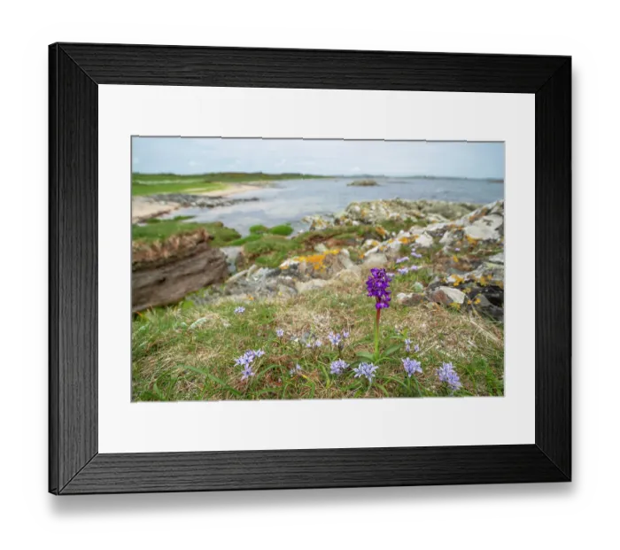 Framed Print : Green-winged orchid (Anacamptis morio) in flower on coastal grassland, Killard Point NNR, County Down, Northern Ireland, UK. May Framed Print : Green-winged orchid (Anacamptis morio) in flower on coastal grassland, Killard Point NNR, County Down, Northern Ireland, UK. May