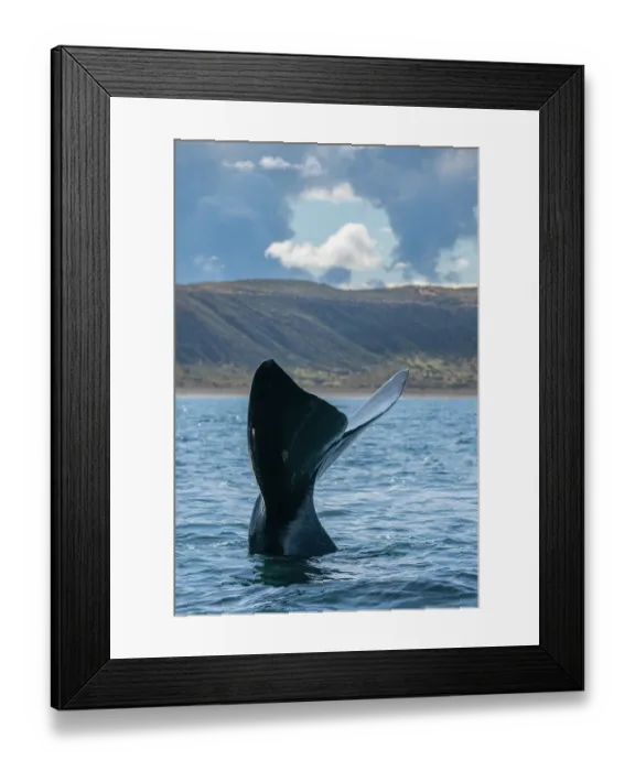 Framed Print : Southern right whale (Eubalaena australis) tail fluke above water surface Framed Print : Southern right whale (Eubalaena australis) tail fluke above water surface