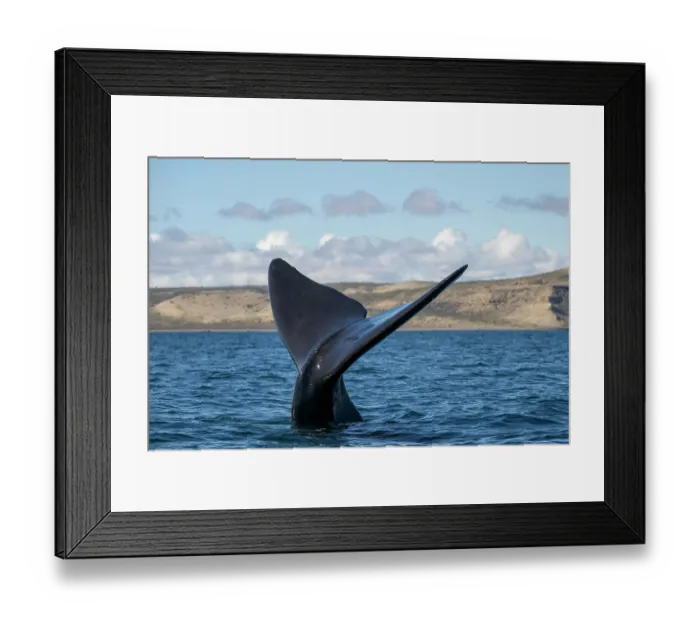 Framed Print : Southern right whale (Eubalaena australis) tail fluke above water surface Framed Print : Southern right whale (Eubalaena australis) tail fluke above water surface