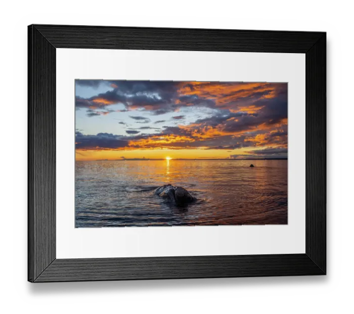 Framed Print : Southern right whale (Eubalaena australis) swimming at surface at sunset, Golfo Nuevo, Peninsula Valdez, Chubut Province, Argentina, Atlantic Ocean Framed Print : Southern right whale (Eubalaena australis) swimming at surface at sunset, Golfo Nuevo, Peninsula Valdez, Chubut Province, Argentina, Atlantic Ocean