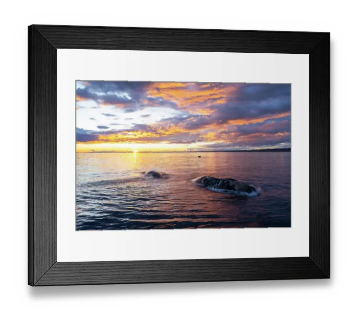 Framed Print : Southern right whale (Eubalaena australis) swimming at surface at sunset, Golfo Nuevo, Peninsula Valdez, Chubut Province, Argentina, Atlantic Ocean Framed Print : Southern right whale (Eubalaena australis) swimming at surface at sunset, Golfo Nuevo, Peninsula Valdez, Chubut Province, Argentina, Atlantic Ocean