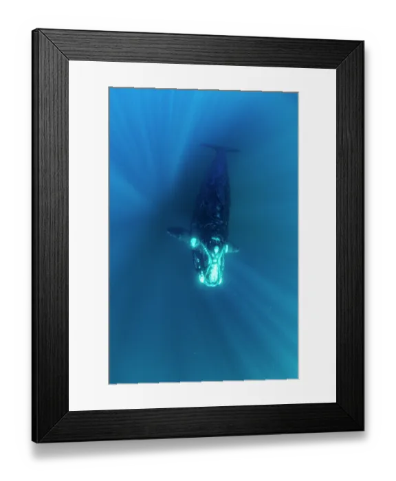 Framed Print : Southern right whale (Eubalaena australis) swimming underwater through sun rays, Golfo Nuevo, Peninsula Valdez, Chubut Province, Argentina, Atlantic Ocean Framed Print : Southern right whale (Eubalaena australis) swimming underwater through sun rays, Golfo Nuevo, Peninsula Valdez, Chubut Province, Argentina, Atlantic Ocean