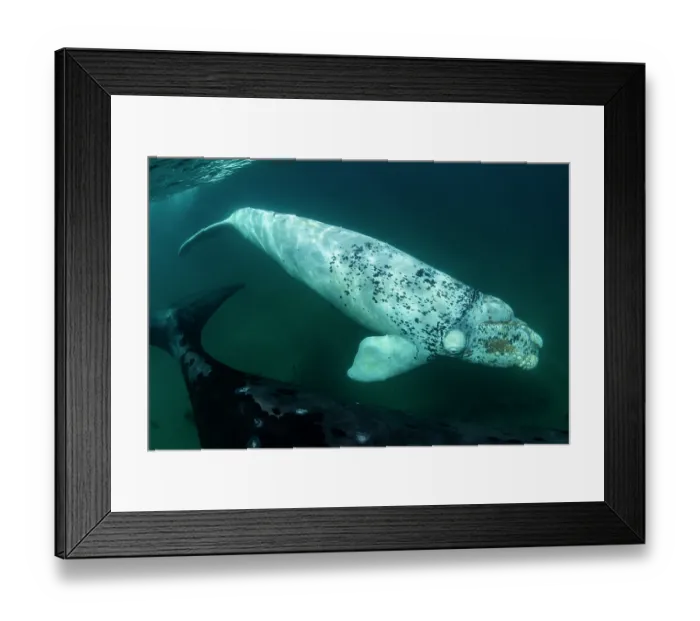 Framed Print : Southern right whales (Eubalaena australis) leucistic calf swimming next to its mother, Golfo Nuevo, Peninsula Valdez, Chubut Province, Argentina, Atlantic Ocean Framed Print : Southern right whales (Eubalaena australis) leucistic calf swimming next to its mother, Golfo Nuevo, Peninsula Valdez, Chubut Province, Argentina, Atlantic Ocean