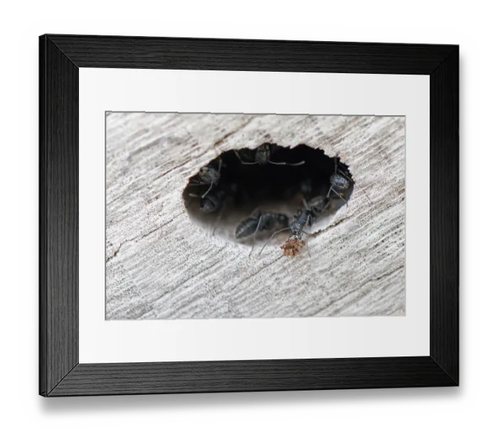 Framed Print : Hairy carpenter ant (Camponotus vagus) worker dropping a ball of frass wood shavings from a colony entrance in an old log on a beach, Corfu, Greece. May Framed Print : Hairy carpenter ant (Camponotus vagus) worker dropping a ball of frass wood shavings from a colony entrance in an old log on a beach, Corfu, Greece. May