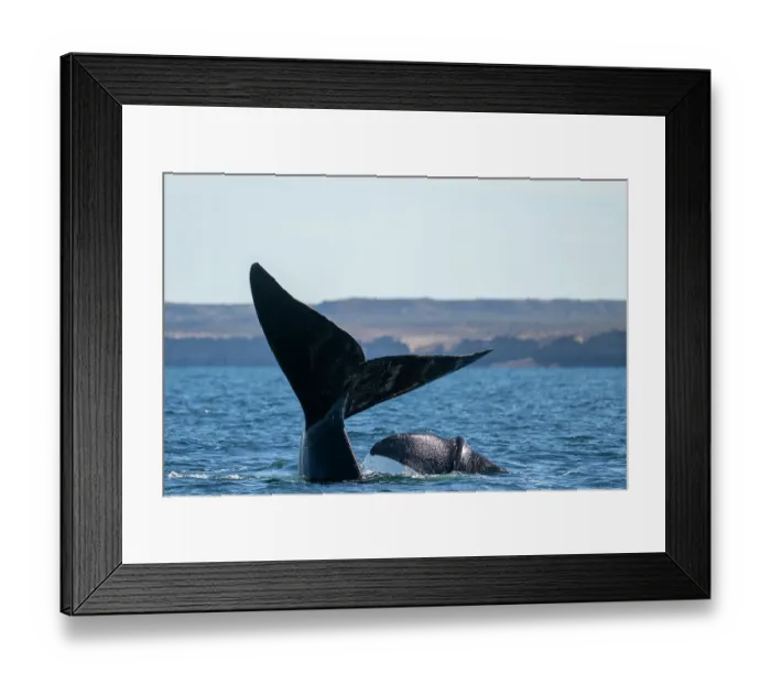 Framed Print : Southern right whale (Eubalaena australis) and calf with tail flukes above water surface Framed Print : Southern right whale (Eubalaena australis) and calf with tail flukes above water surface
