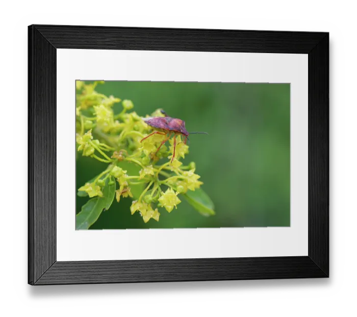 Framed Print : Red shield bug (Carpocoris mediterraneus) feeding on Jerusalem thorn tree (Paliurus spina-christi) flowers in coastal scrubland, Corfu, Greece. May Framed Print : Red shield bug (Carpocoris mediterraneus) feeding on Jerusalem thorn tree (Paliurus spina-christi) flowers in coastal scrubland, Corfu, Greece. May