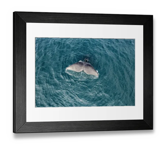 Framed Print : Aerial view of Southern right whale (Eubalaena australis) raising its fluke to dive, Golfo Nuevo, Peninsula Valdez, Chubut Province, Argentina, Atlantic Ocean Framed Print : Aerial view of Southern right whale (Eubalaena australis) raising its fluke to dive, Golfo Nuevo, Peninsula Valdez, Chubut Province, Argentina, Atlantic Ocean