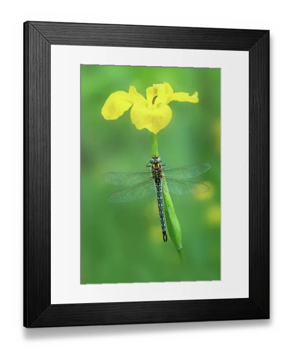 Framed Print : Hairy dragonfly (Brachytron pratense) male, resting on flower stem, Brackagh Moss NNR, County Armagh, Northern Ireland, UK. May Framed Print : Hairy dragonfly (Brachytron pratense) male, resting on flower stem, Brackagh Moss NNR, County Armagh, Northern Ireland, UK. May
