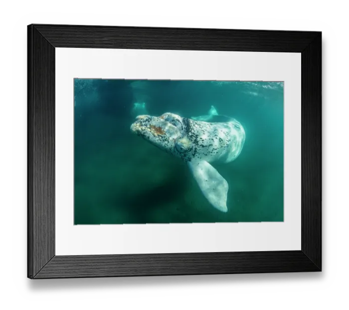 Framed Print : Southern right whale (Eubalaena australis) leucistic calf swimming underwater, Golfo Nuevo, Peninsula Valdez, Chubut Province, Argentina, Atlantic Ocean Framed Print : Southern right whale (Eubalaena australis) leucistic calf swimming underwater, Golfo Nuevo, Peninsula Valdez, Chubut Province, Argentina, Atlantic Ocean