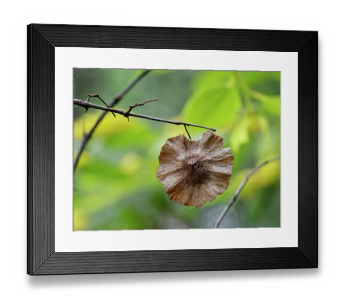 Framed Print : Jerusalem thorn tree (Paliurus spina-christi) winged seed pod in coastal scrubland, Corfu, Greece. May Framed Print : Jerusalem thorn tree (Paliurus spina-christi) winged seed pod in coastal scrubland, Corfu, Greece. May