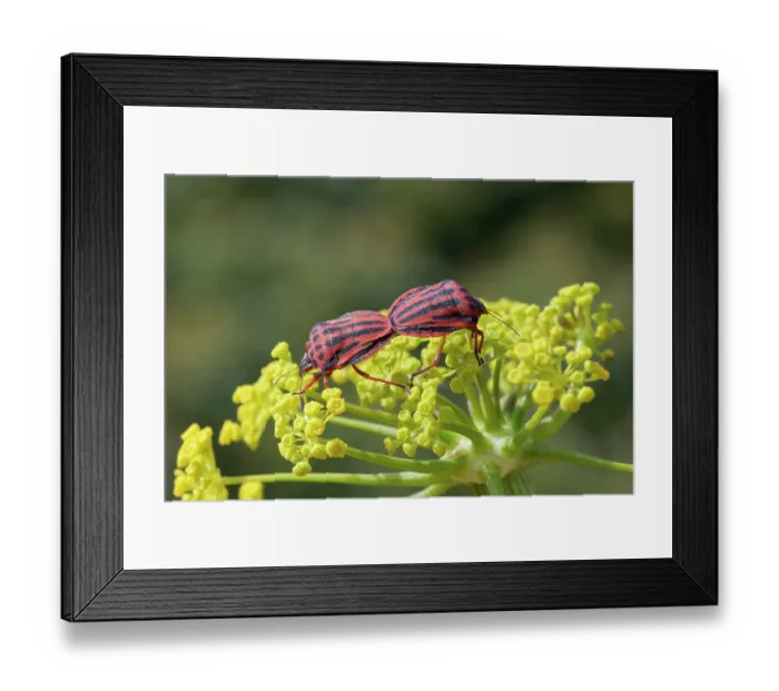 Framed Print : Semipunctated shield bugs (Graphosoma semipunctatum) pair, mating on Rock samphire flowers (Crithmum maritimum), Corfu, Greece. May Framed Print : Semipunctated shield bugs (Graphosoma semipunctatum) pair, mating on Rock samphire flowers (Crithmum maritimum), Corfu, Greece. May