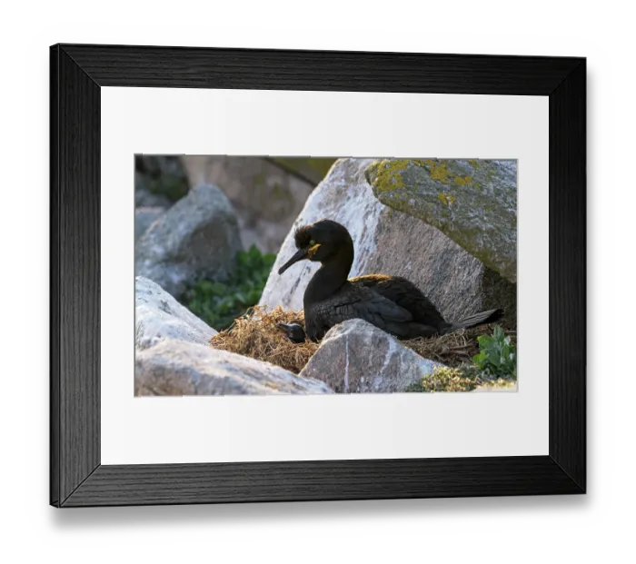 Framed Print : European shag (Phalacrocorax aristotelis) on nest with chick, Great Saltee Island, County Wexford, Republic of Ireland. June Framed Print : European shag (Phalacrocorax aristotelis) on nest with chick, Great Saltee Island, County Wexford, Republic of Ireland. June