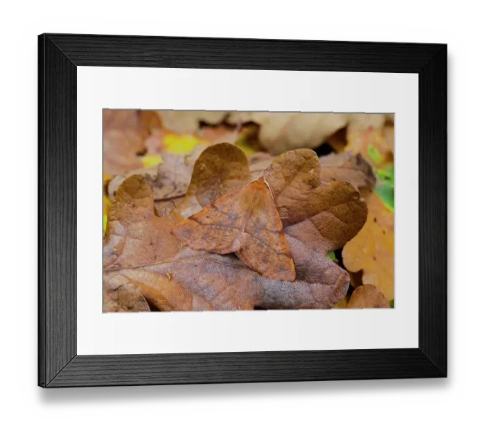 Framed Print : Feathered thorn (Colotois pennaria) camouflaged on dried leaves, Lough Neagh Discovery Centre, County Armagh, Northern Ireland, UK. October Framed Print : Feathered thorn (Colotois pennaria) camouflaged on dried leaves, Lough Neagh Discovery Centre, County Armagh, Northern Ireland, UK. October