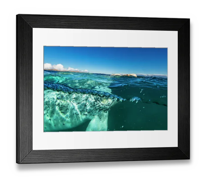 Framed Print : Split level view of Southern right whale (Eubalaena australis) leucistic calf, Golfo Nuevo, Peninsula Valdez, Chubut Province, Argentina, Atlantic Ocean Framed Print : Split level view of Southern right whale (Eubalaena australis) leucistic calf, Golfo Nuevo, Peninsula Valdez, Chubut Province, Argentina, Atlantic Ocean