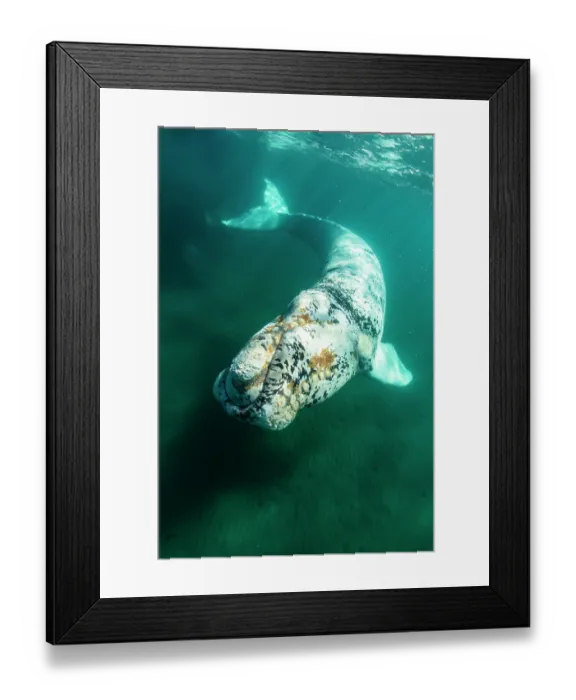 Framed Print : Southern right whale (Eubalaena australis) leucistic calf swimming underwater, Golfo Nuevo, Peninsula Valdez, Chubut Province, Argentina, Atlantic Ocean Framed Print : Southern right whale (Eubalaena australis) leucistic calf swimming underwater, Golfo Nuevo, Peninsula Valdez, Chubut Province, Argentina, Atlantic Ocean