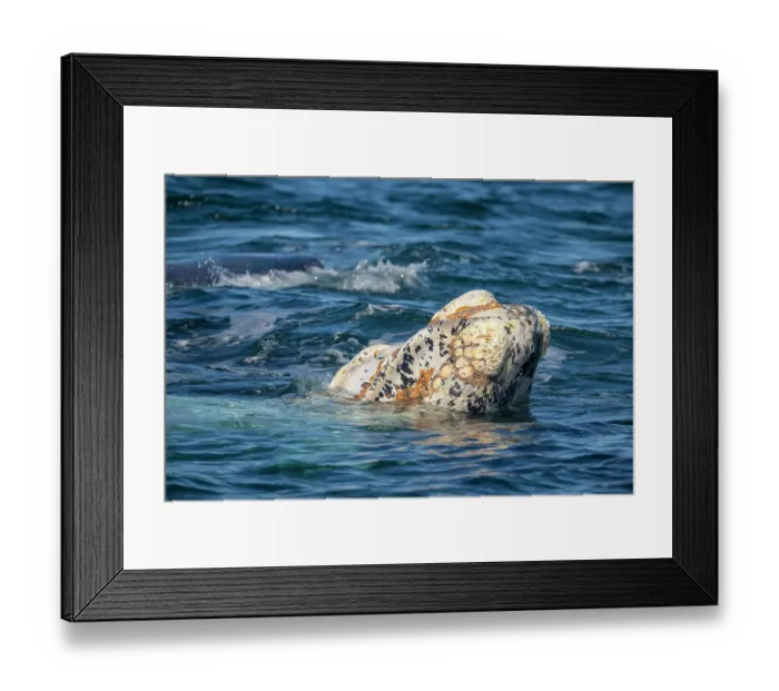 Framed Print : Southern right whale (Eubalaena australis) leucistic calf, surfacing, Golfo Nuevo, Peninsula Valdez, Chubut Province, Argentina, Atlantic Ocean Framed Print : Southern right whale (Eubalaena australis) leucistic calf, surfacing, Golfo Nuevo, Peninsula Valdez, Chubut Province, Argentina, Atlantic Ocean