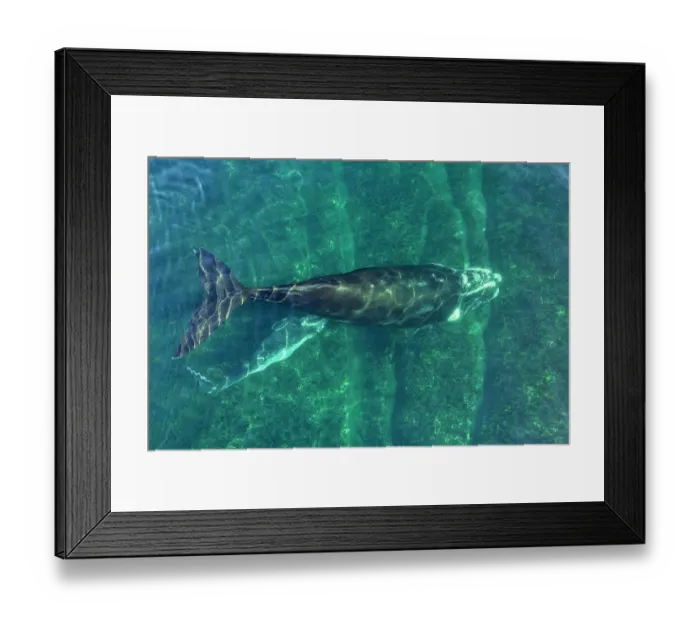 Framed Print : Aerial view of Southern right whale (Eubalaena australis) female, nursing its calf, swimming beneath it, Golfo Nuevo, Peninsula Valdez, Chubut Province, Argentina, Atlantic Ocean Framed Print : Aerial view of Southern right whale (Eubalaena australis) female, nursing its calf, swimming beneath it, Golfo Nuevo, Peninsula Valdez, Chubut Province, Argentina, Atlantic Ocean