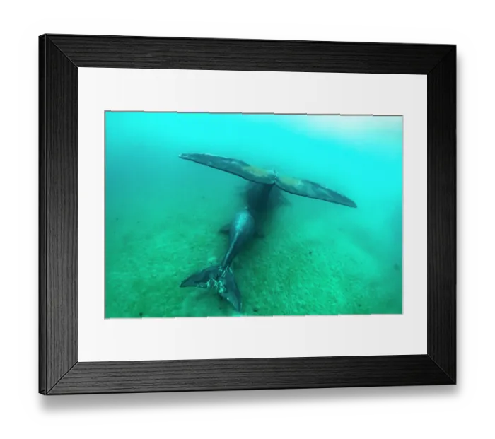 Framed Print : Southern right whales (Eubalaena australis) female and calf swimming together underwater, Golfo Nuevo, Peninsula Valdez, Chubut Province, Argentina, Atlantic Ocean Framed Print : Southern right whales (Eubalaena australis) female and calf swimming together underwater, Golfo Nuevo, Peninsula Valdez, Chubut Province, Argentina, Atlantic Ocean