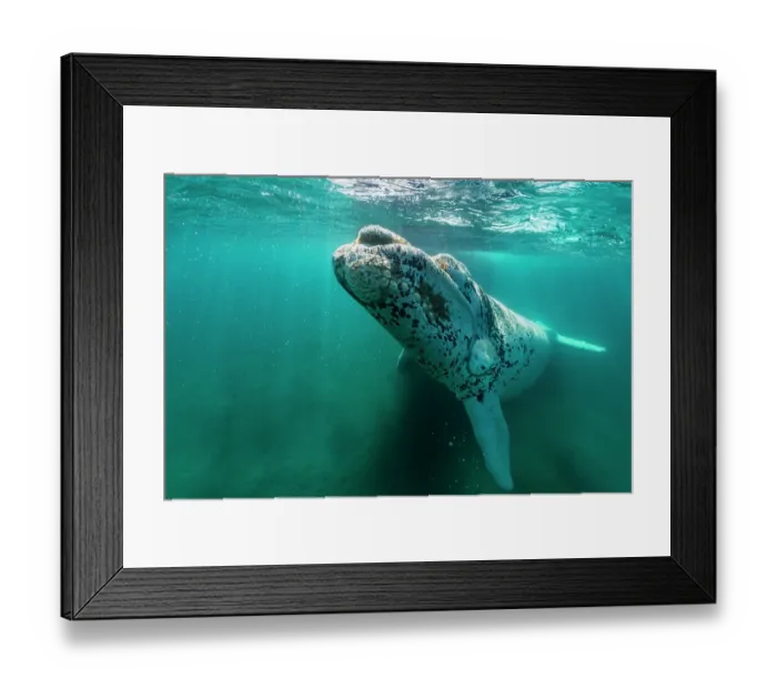 Framed Print : Southern right whale (Eubalaena australis) leucistic calf swimming underwater, Golfo Nuevo, Peninsula Valdez, Chubut Province, Argentina, Atlantic Ocean Framed Print : Southern right whale (Eubalaena australis) leucistic calf swimming underwater, Golfo Nuevo, Peninsula Valdez, Chubut Province, Argentina, Atlantic Ocean