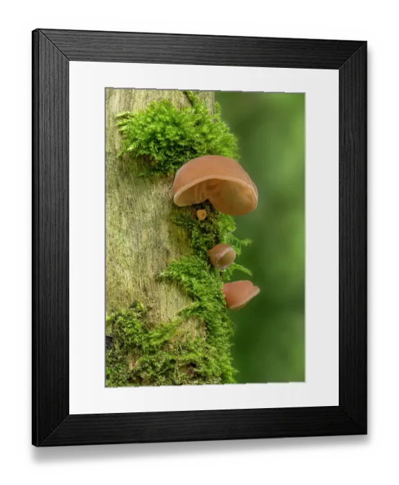 Framed Print : Jelly ear fungus (Auricularia auricula-judae) growing on tree trunk, Gosford Forest Park, County Armagh, Northern Ireland, UK. August Framed Print : Jelly ear fungus (Auricularia auricula-judae) growing on tree trunk, Gosford Forest Park, County Armagh, Northern Ireland, UK. August