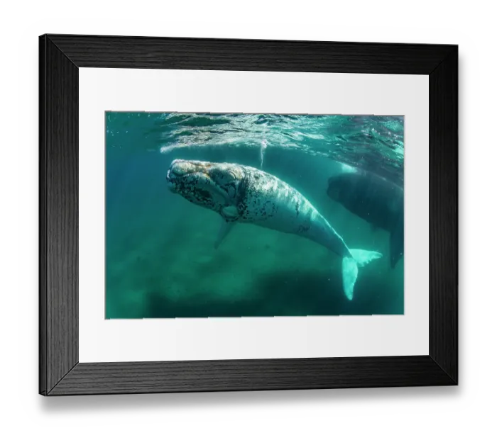 Framed Print : Southern right whale (Eubalaena australis) leucistic calf, swimming underwater next to its mother, Golfo Nuevo, Peninsula Valdez, Chubut Province, Argentina, Atlantic Ocean Framed Print : Southern right whale (Eubalaena australis) leucistic calf, swimming underwater next to its mother, Golfo Nuevo, Peninsula Valdez, Chubut Province, Argentina, Atlantic Ocean